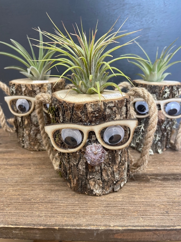 Air plant in novelty log