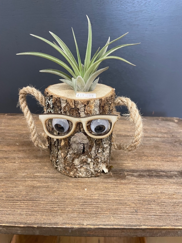 Air plant in novelty log