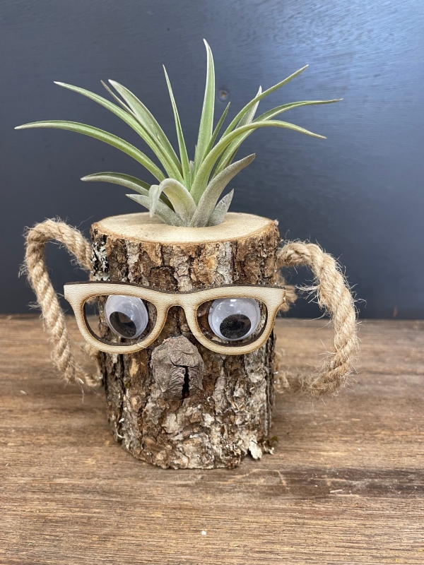 Air plant in novelty log