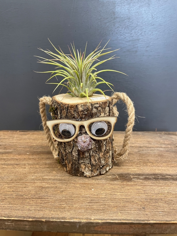 Air plant in novelty log