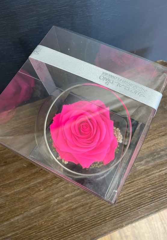 Preserved Rose   Hot Pink