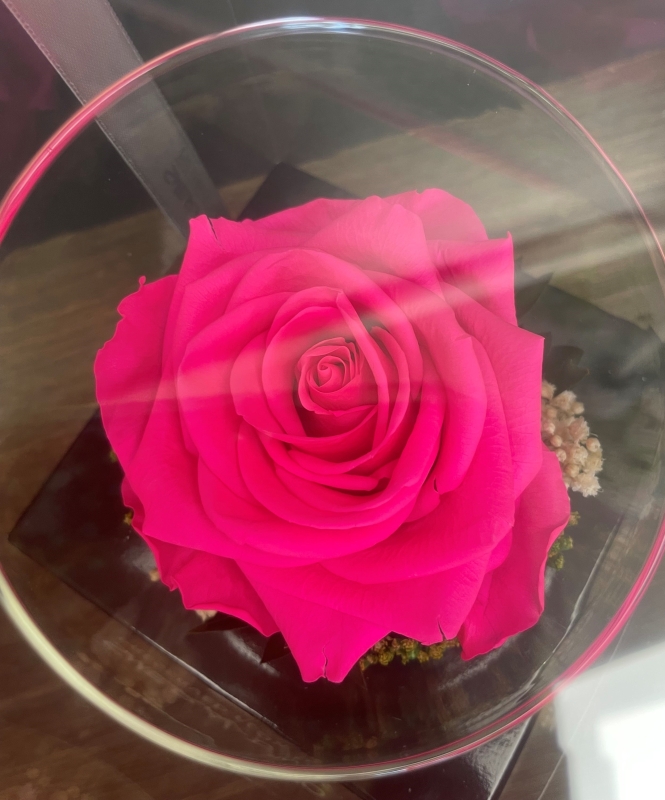 Preserved Rose   Hot Pink