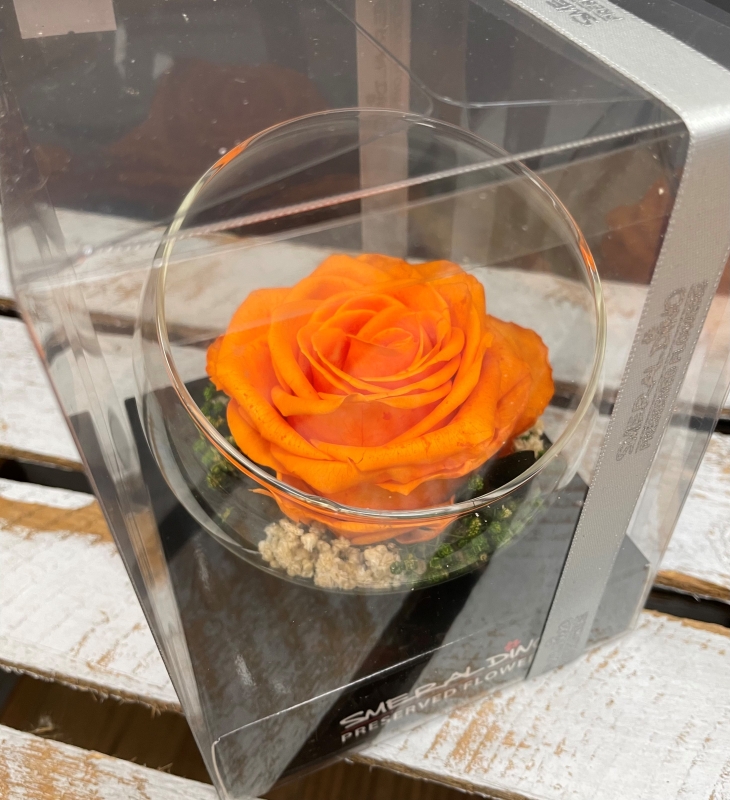 Preserved Rose   Orange