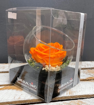 Preserved Rose   Orange