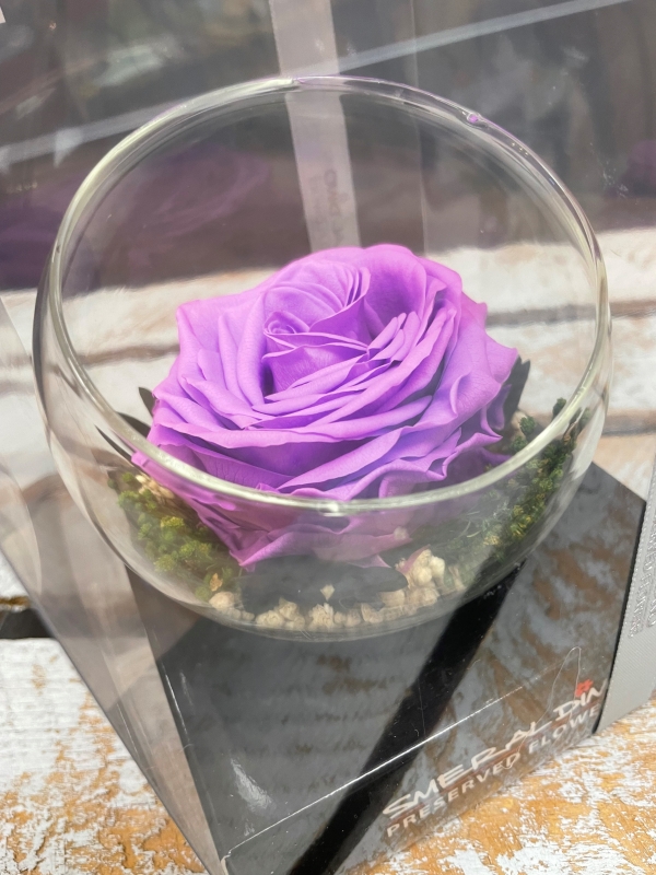 Preserved Rose   Purple