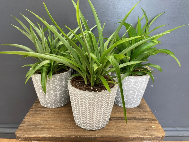 Spider Plant (Chlorophytum)