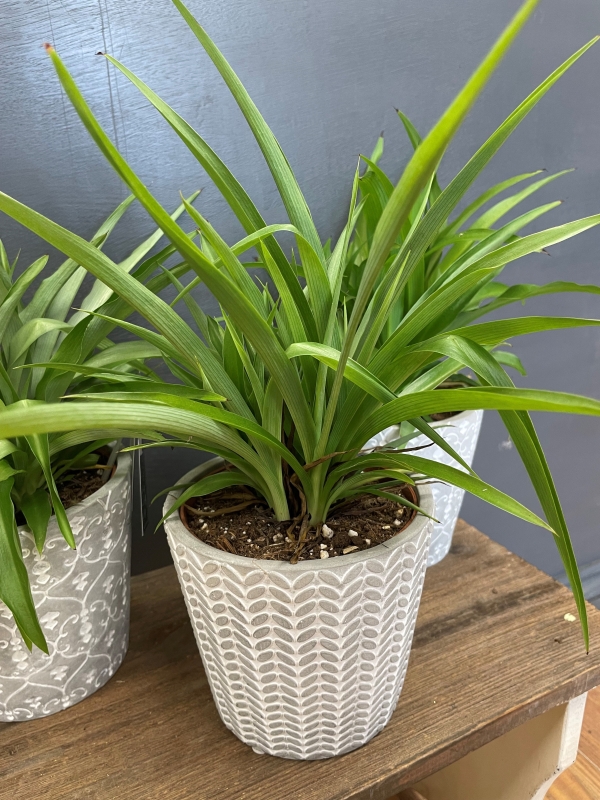 Spider Plant (Chlorophytum)