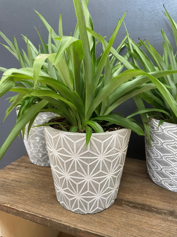 Spider Plant (Chlorophytum)