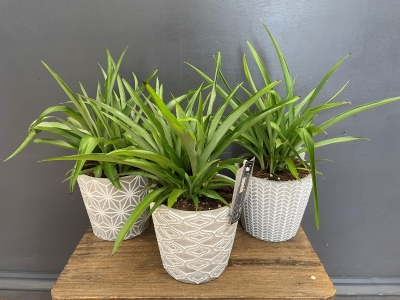 Spider Plant (Chlorophytum)