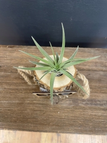 Air plant in novelty log