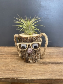 Air plant in novelty log