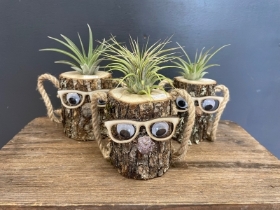 Air plant in novelty log