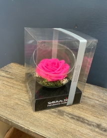 Preserved Rose   Hot Pink