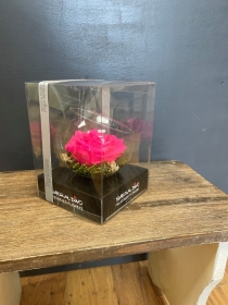 Preserved Rose   Hot Pink