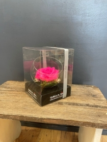 Preserved Rose   Hot Pink