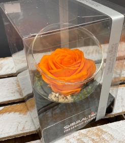 Preserved Rose   Orange