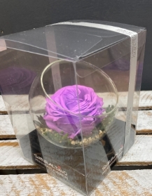 Preserved Rose   Purple