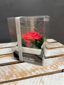 Preserved Rose   Raspberry