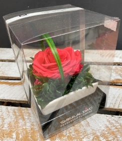 Preserved Rose   Raspberry