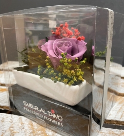 Preserved Spray Rose   Purple