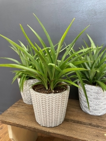 Spider Plant (Chlorophytum)