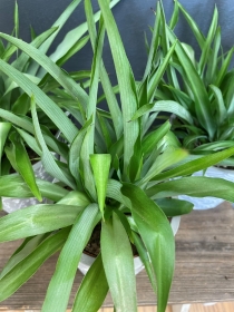 Spider Plant (Chlorophytum)